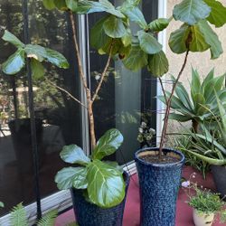Fiddle Leaf Ficus plants