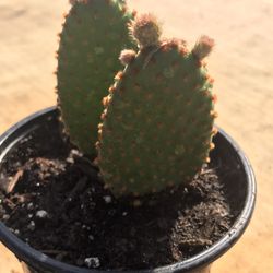 2 Angel Wing Cactus Plant - 4 inch pot 