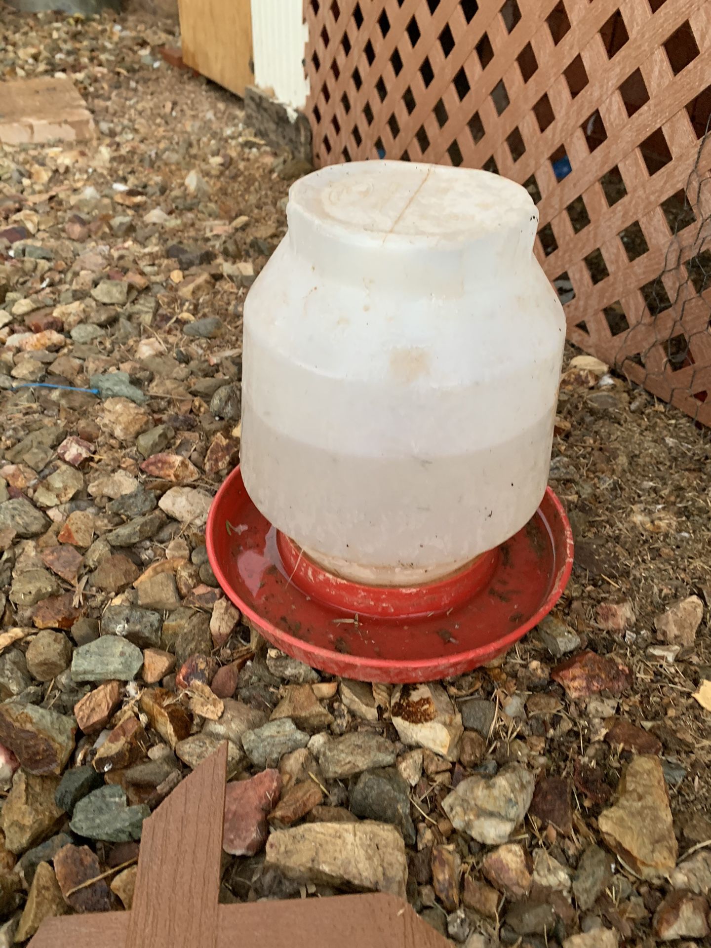 Chicken water and feeders