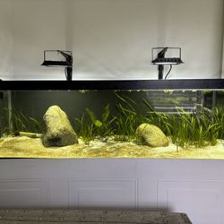 Aquarium  Fish Tank