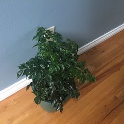 Plant