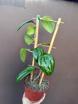 6” Hoya Sarawak w/ trellis