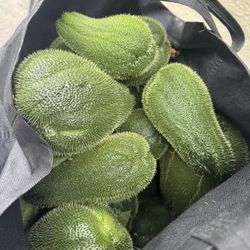 Organic Coyote Squash Dollar Each