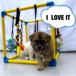 Puppy Play Gym