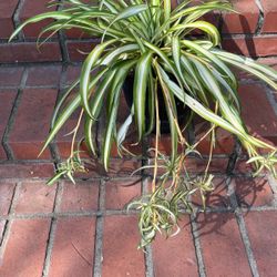 Spider Plant 🪴 In A Pot Decorative 