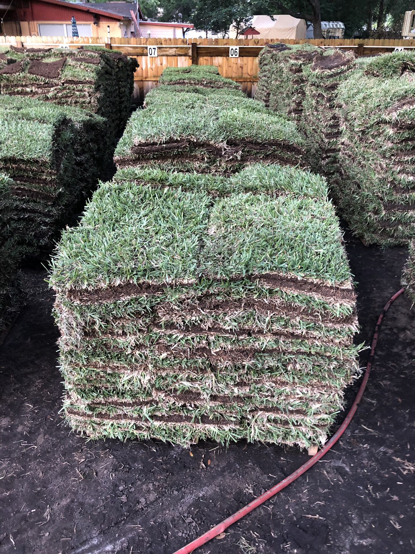 Fall 2022 Fresh Cut Hand Select St. Augustine