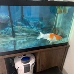 Fish Tank, Filter, Wood Table & Fish.