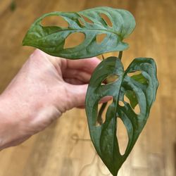 Monstera Adansoni cutting with roots