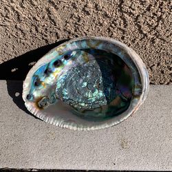 Large Natural Abalone Shell 9”x7 1/2” Beautiful Colors