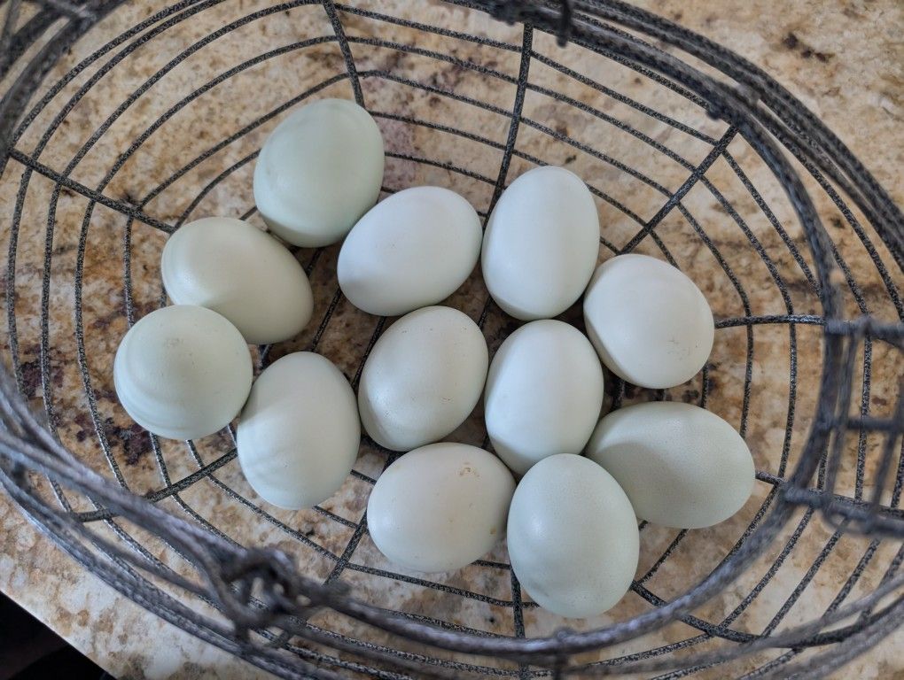 A Dozen Farm Fresh Eggs