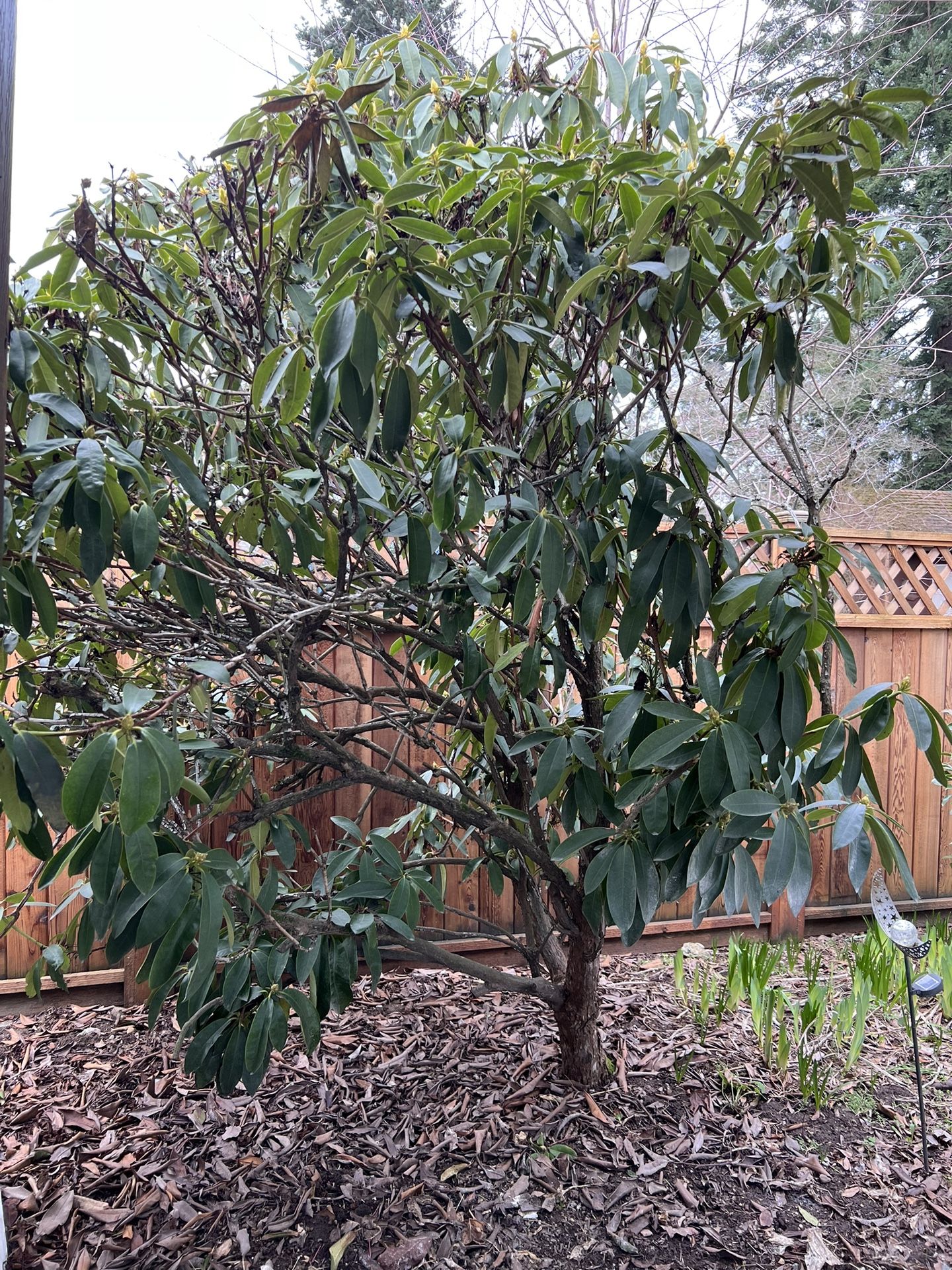 Rhododendron macrophyllum