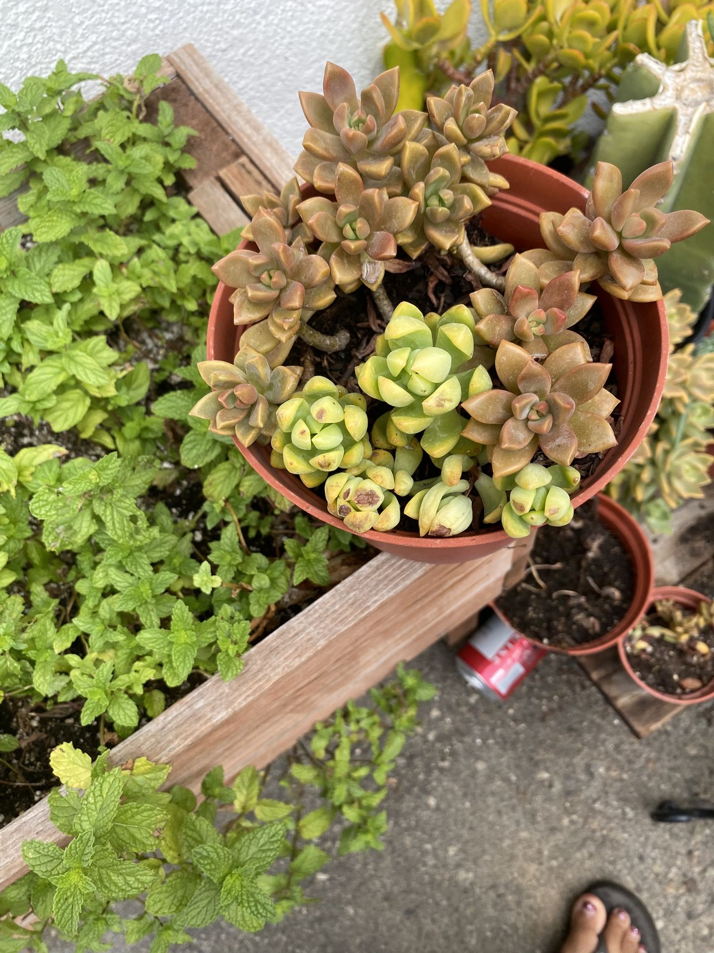 Plant Cuenta