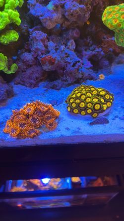 Utter Chaos and  Scrambled Eggs Zoas