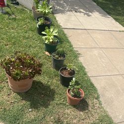 Plantas
