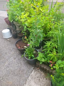 Plant For Sale 
