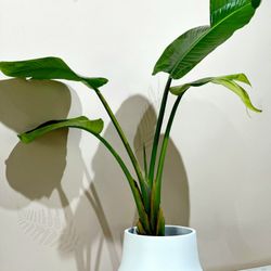 Birds of Paradise plant/ Indoor Plant/ House Plant Flower Patio Garden 