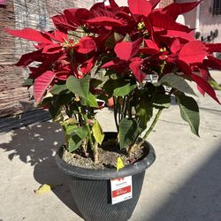 Nochebuena Planta Grande $12 Cash Pick Up Today 