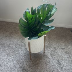 Office Plant