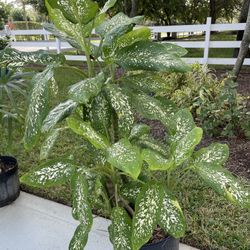 Dieffenbachia (7)