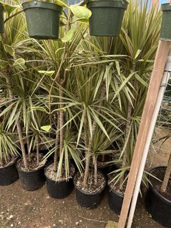  Dracaena Tree, Dragon Tree Full And Beautiful 