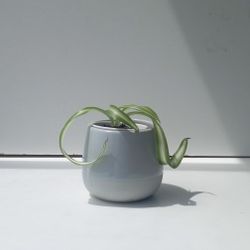 Trendy Curly Variegated Spider plant Bonnie/ Indoor Plant/ House Plant Flower  Patio Garden 