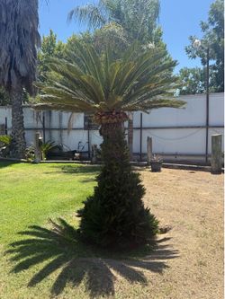 Large Sago Palm