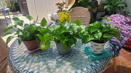 Small Plants