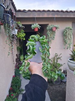 Hoya Hindu Rope Compacta Plant $28
