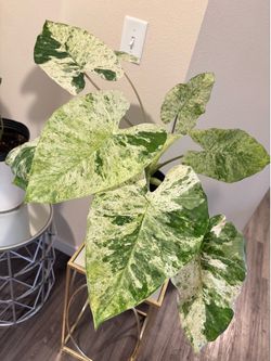 Variegated Alocasias