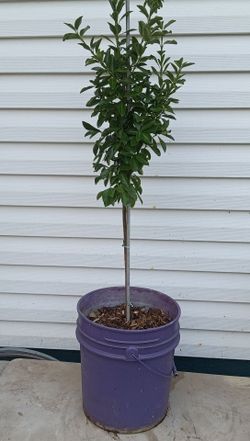 Evergreen euonymus shrub