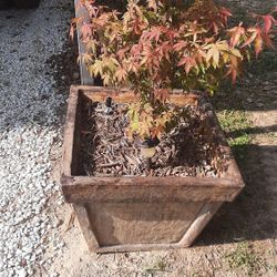 2 4'+ Tall Red Japanese Maple Trees 