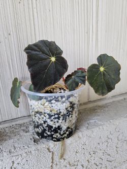Begonia Joe Hayden Plant