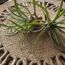 Air Plants