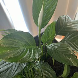 Beautiful Interior 🪴 Plant
