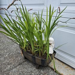 Garden Plant Japanese Iris Orange 