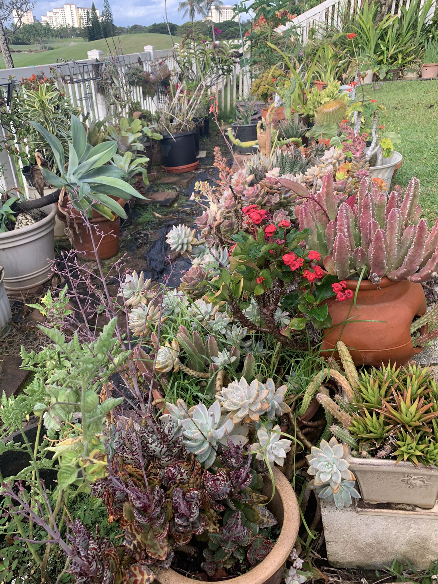 Plant Clearance! Succulents, Desert Rose, Air plants, Cactus, palms, and much more!