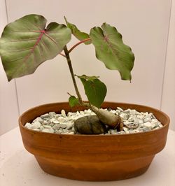 Rock fig bonsai 14” x 8” pot