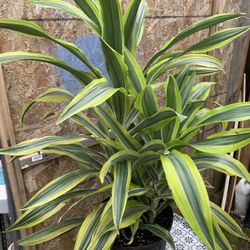 Indoor Plant