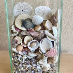 Seashell Art Home Decor Sand Dollar Sea Shell 🐚 Ocean Shore