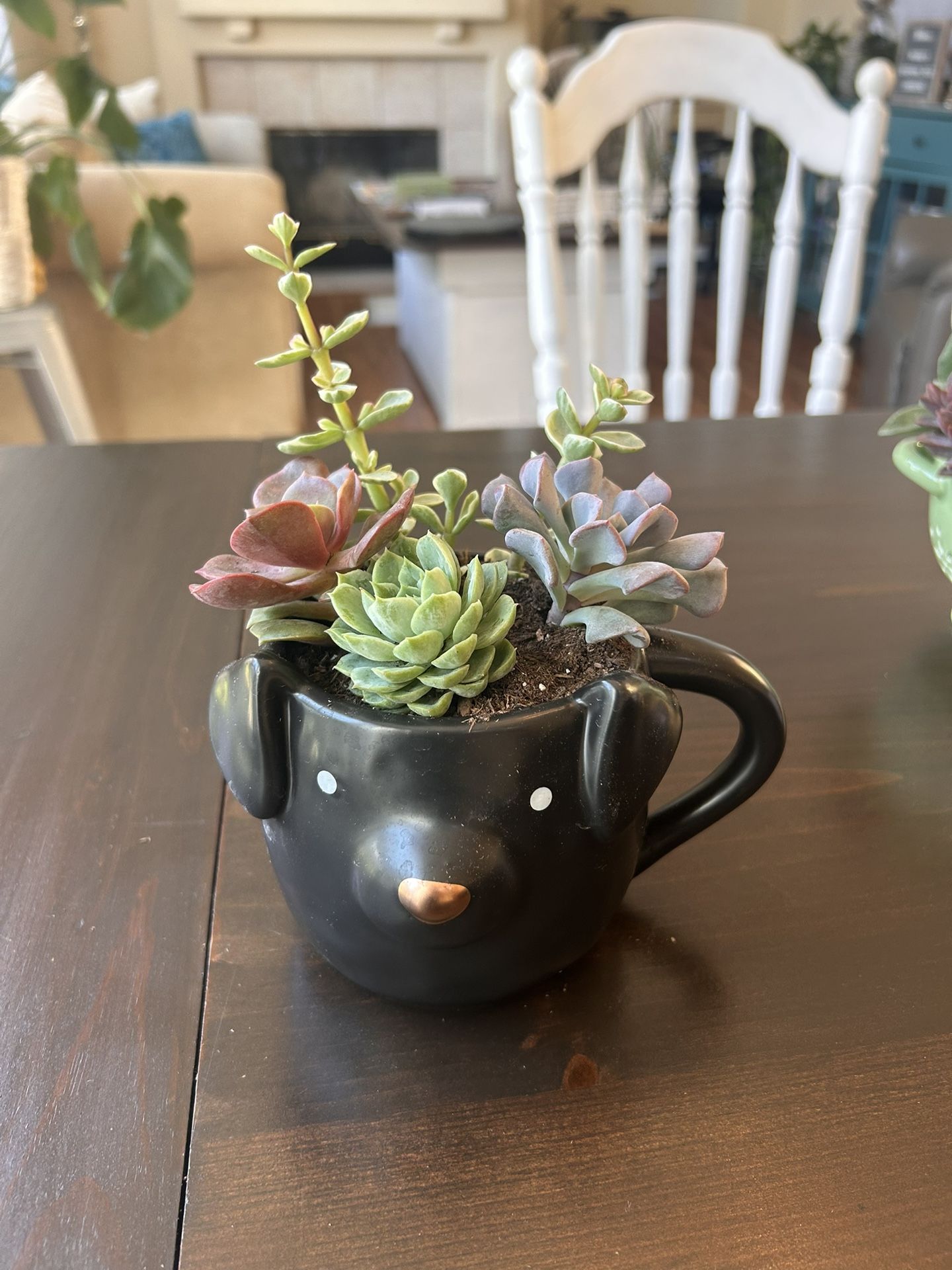 Succulents