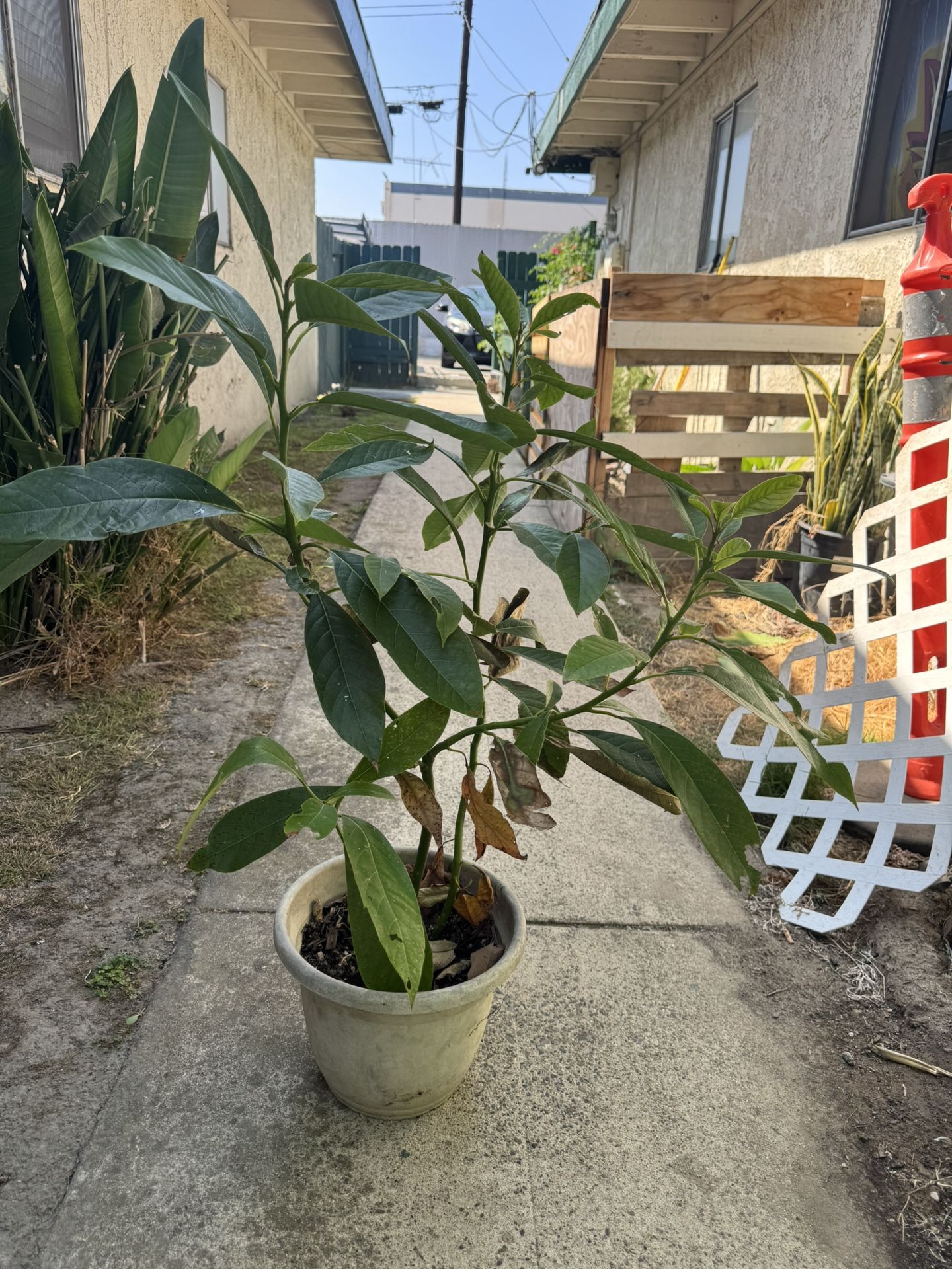 Avocado Tree To Plan
