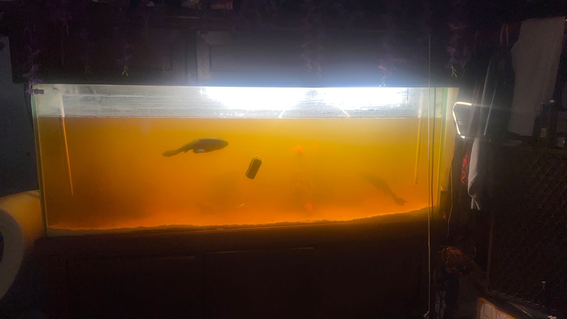 250 Gallon Fish Tank