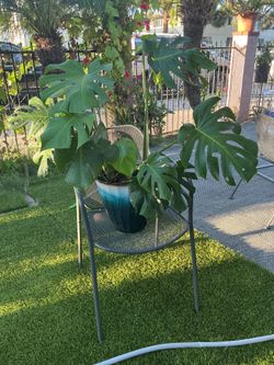 Monstera