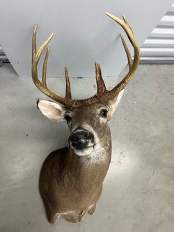 Deer  Decor Head