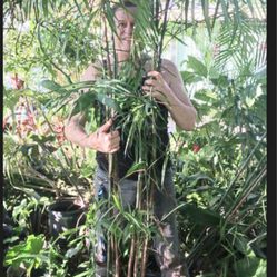 Bamboo Palm Houseplant Tall
