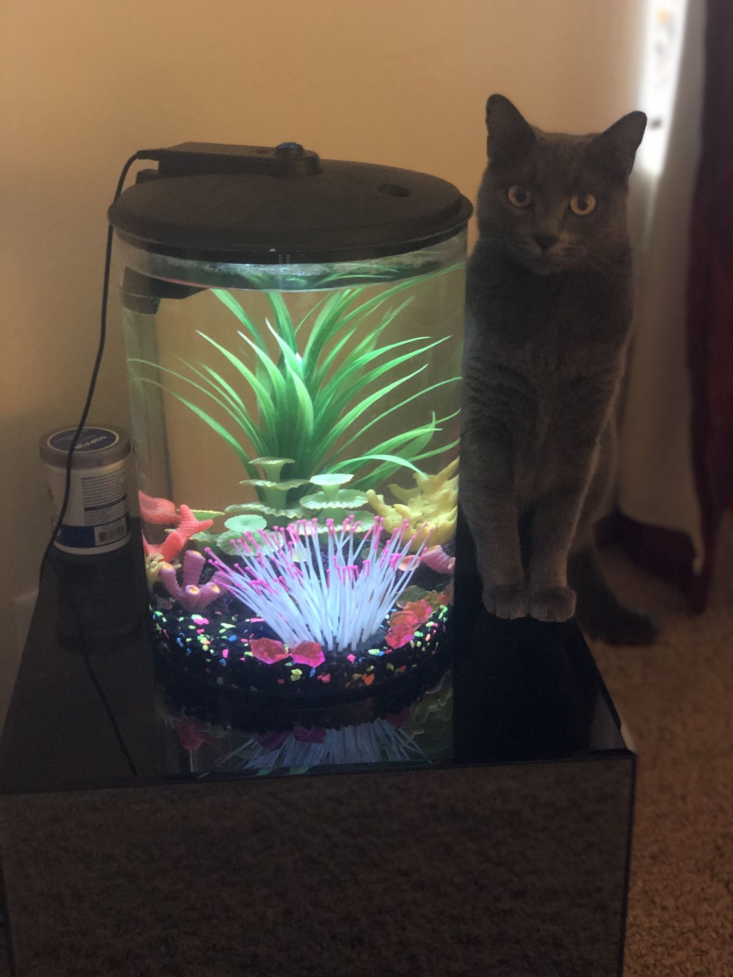 3 gallon Fish Tank-brand new Tank, Used Motor