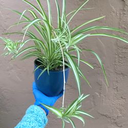 Mother Spider Plant