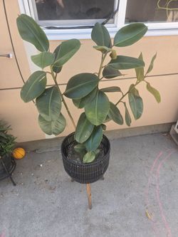 Plant and plant stand