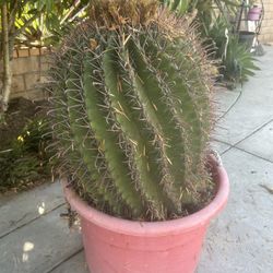 Cactus