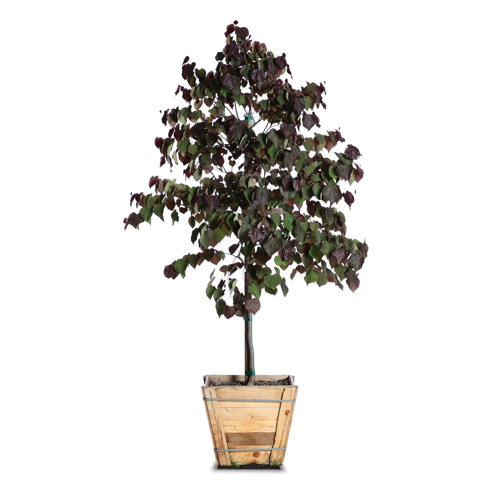 western redbud/ forest pansy